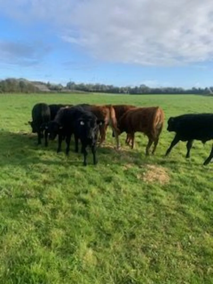 Cattle - Image 2