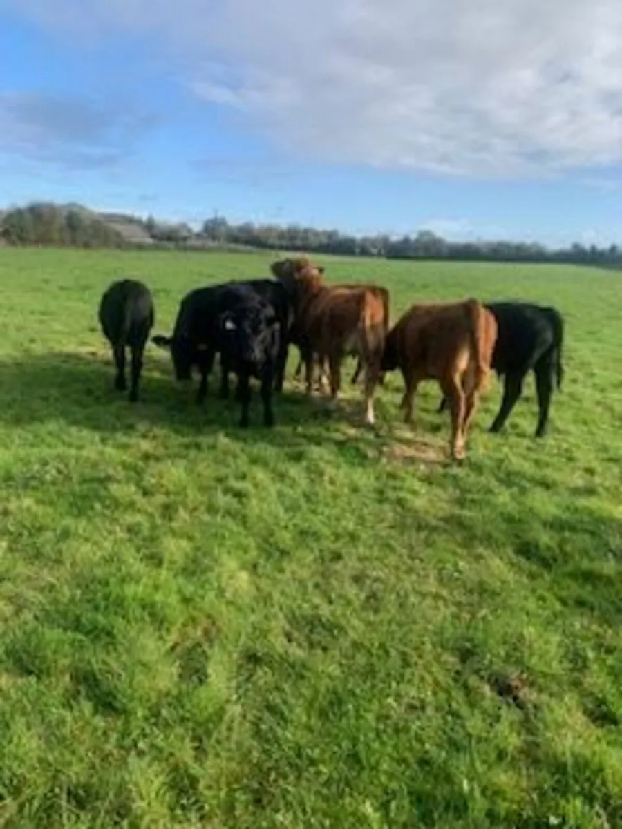 Cattle - Image 3
