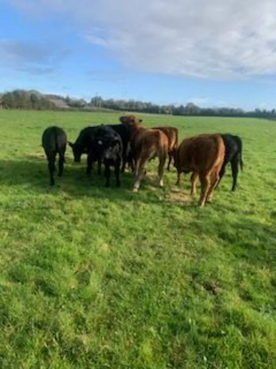 Cattle - Image 4