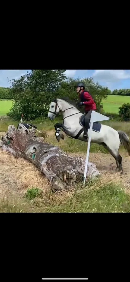 Top class Pony - Image 1