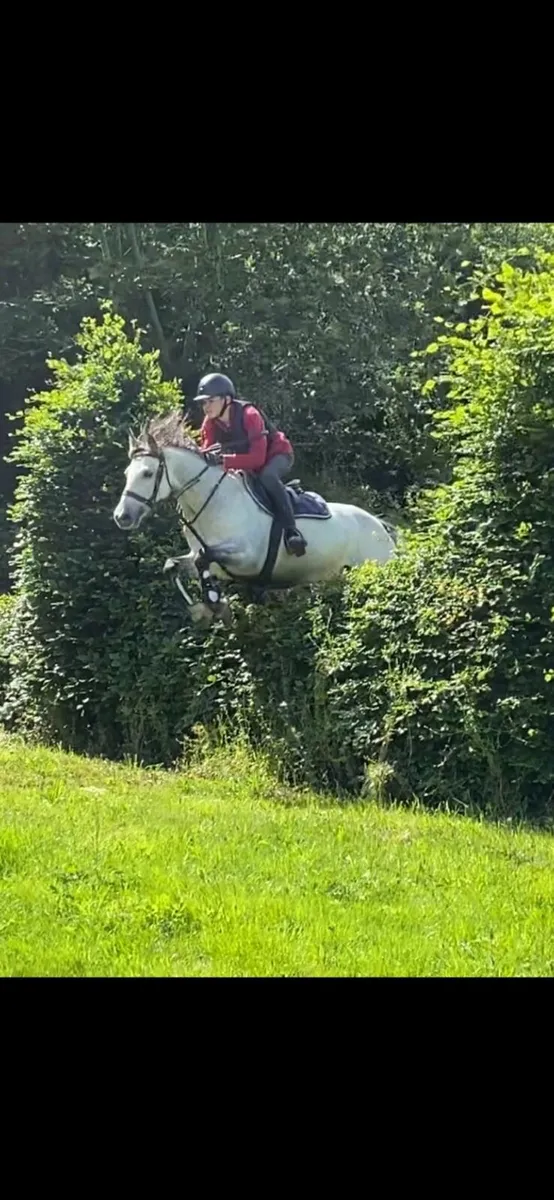 Top class Pony - Image 2