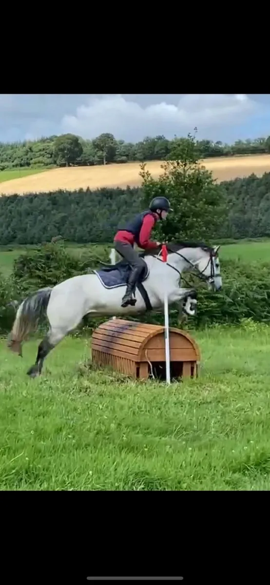 Top class Pony - Image 3