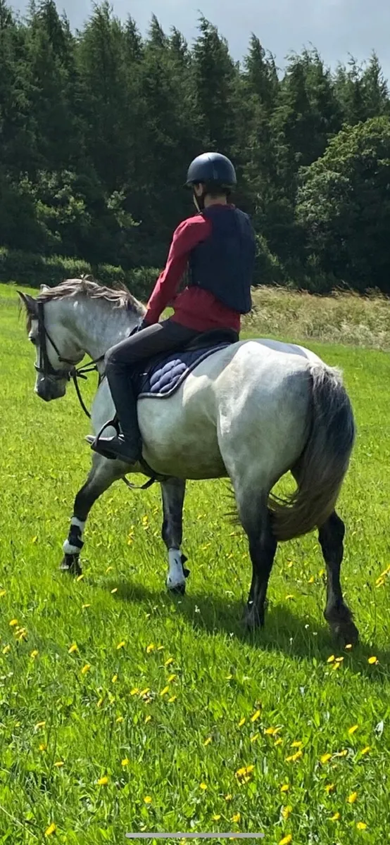 Top class Pony - Image 4