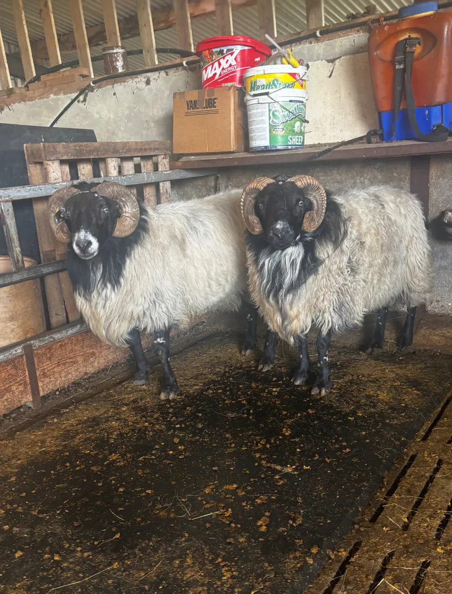 Mayo-Connemara Aged Ram For Sale