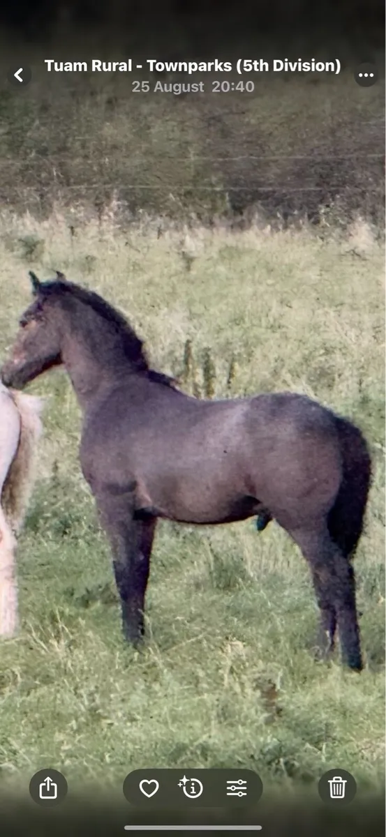 Connemara colt foal - Image 1
