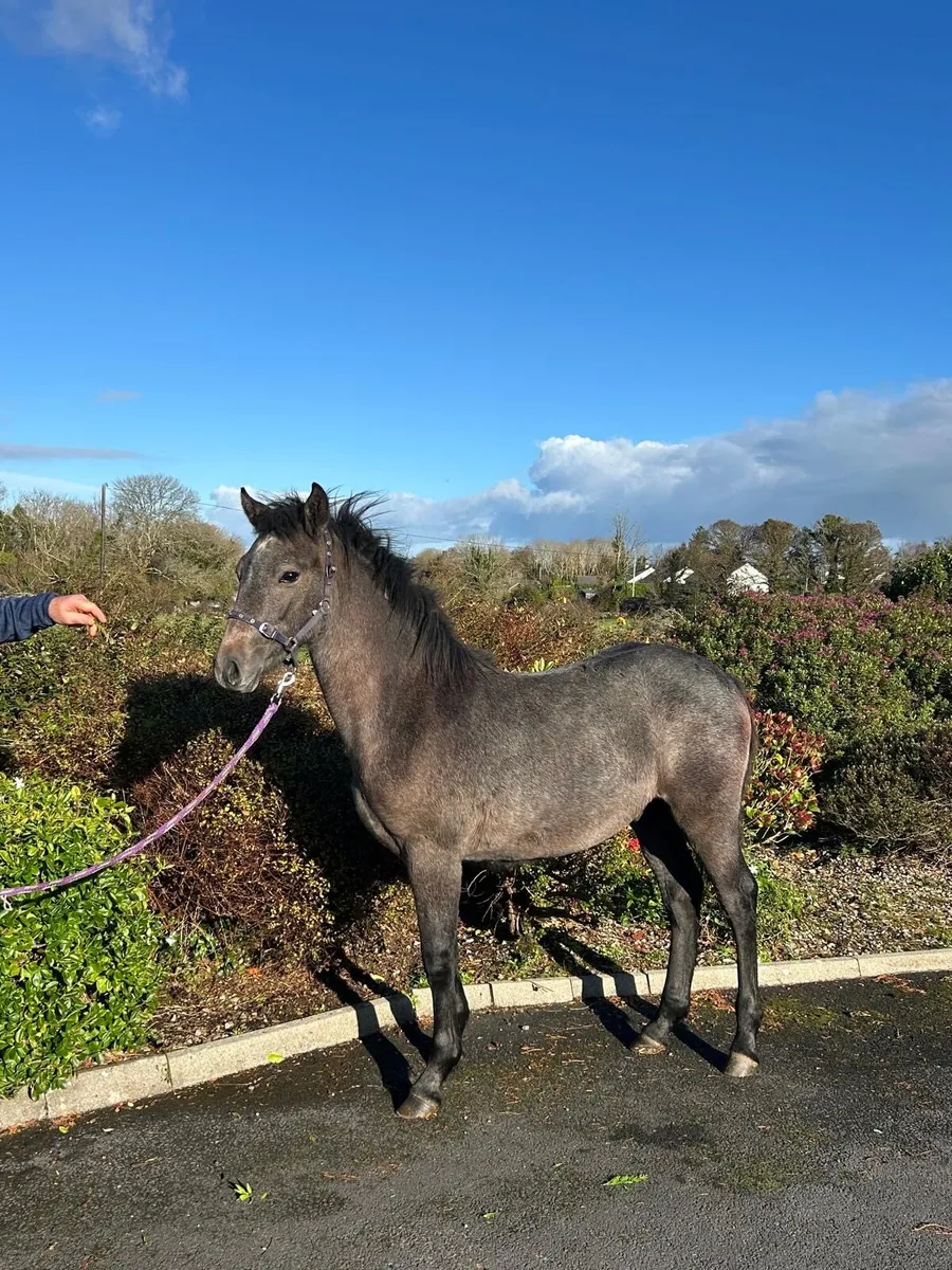 Connemara colt foal - Image 2