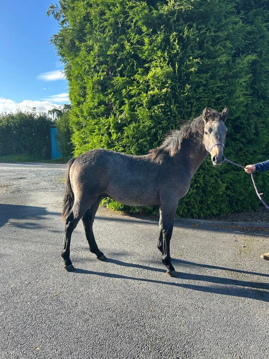 Connemara colt foal - Image 3