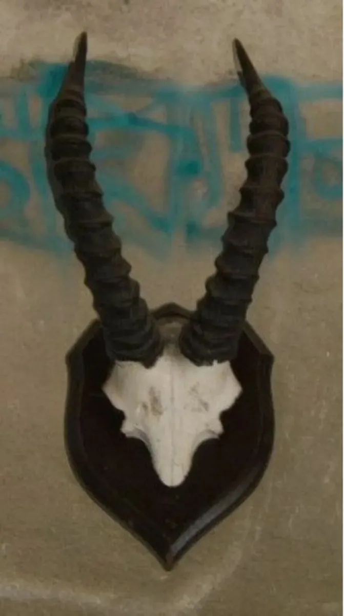 Vintage Taxidermy - Image 3