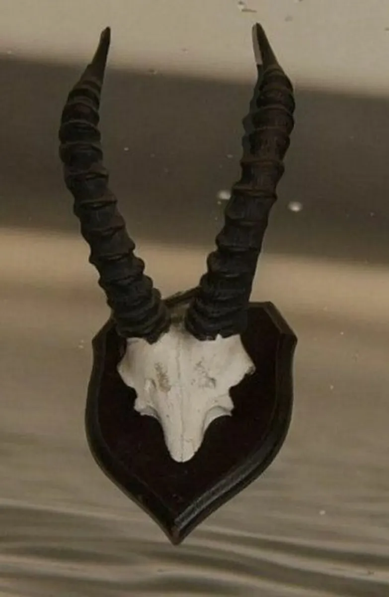 Vintage Taxidermy - Image 4