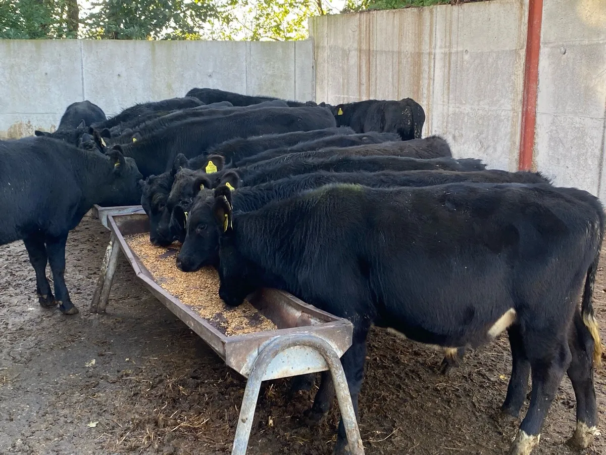 16 Angus Bullocks 260kg @ Lissava - Image 1