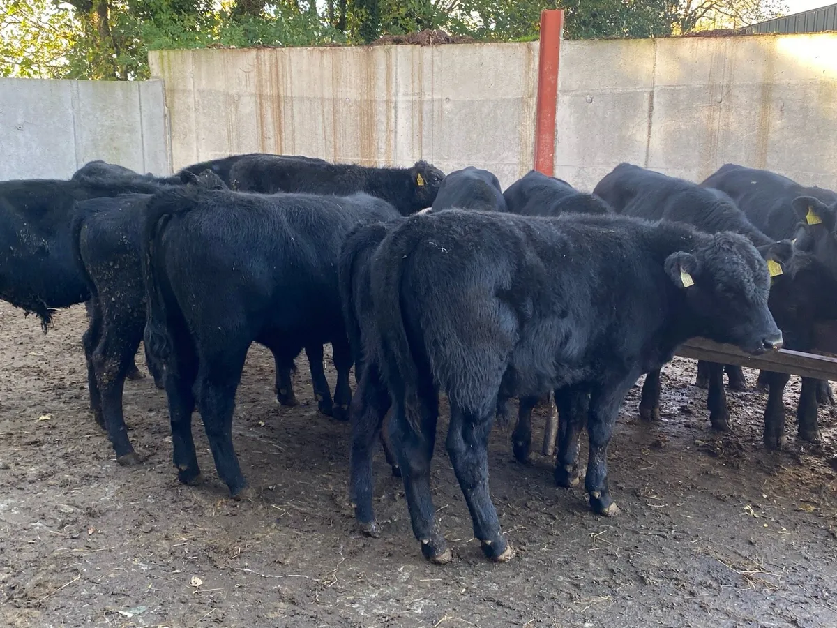 16 Angus Bullocks 260kg @ Lissava - Image 2