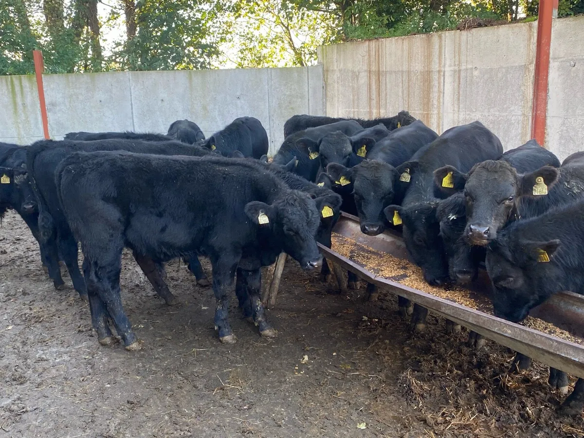 16 Angus Bullocks 260kg @ Lissava - Image 3