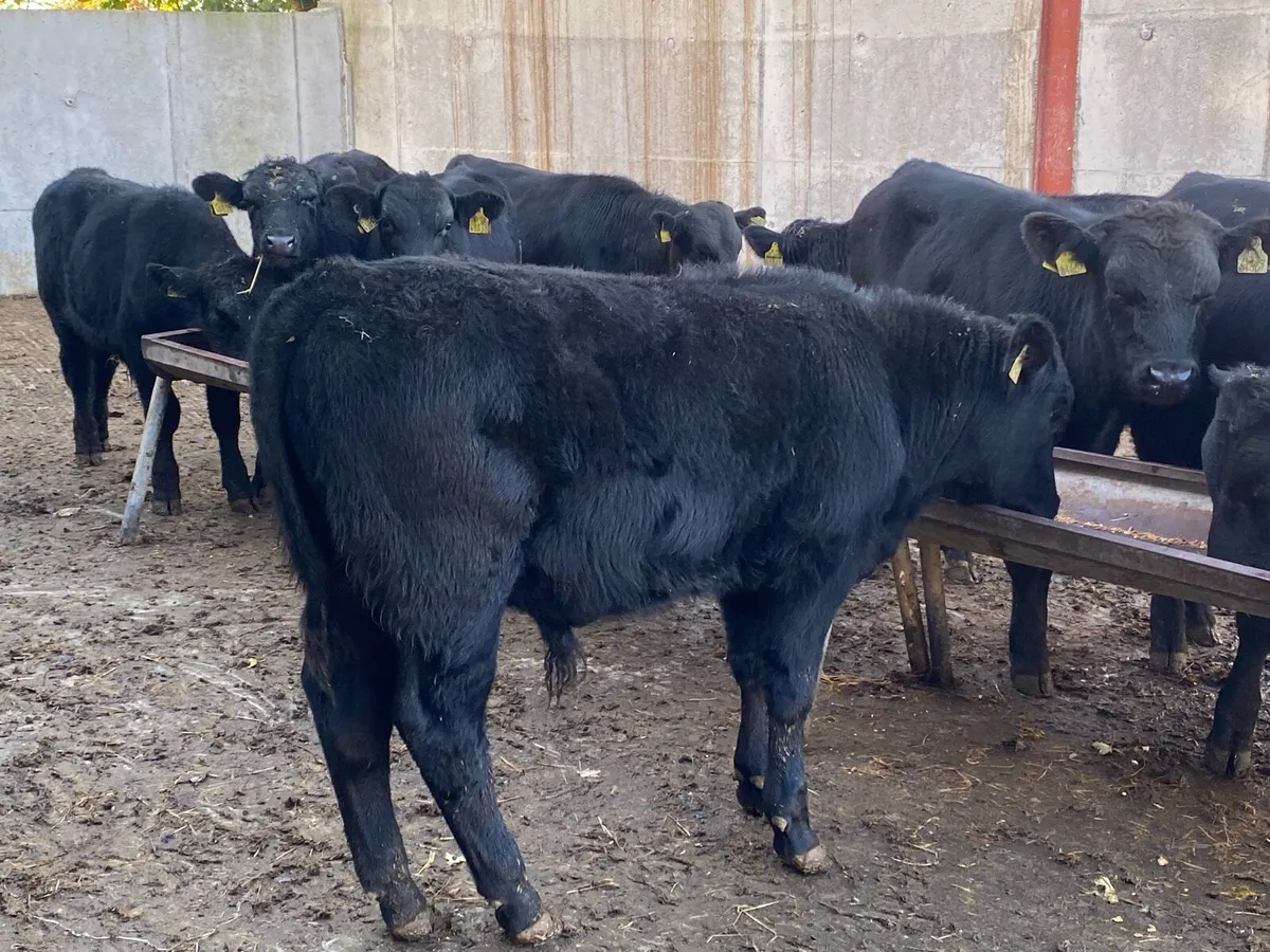 16 Angus Bullocks 260kg @ Lissava - Image 4