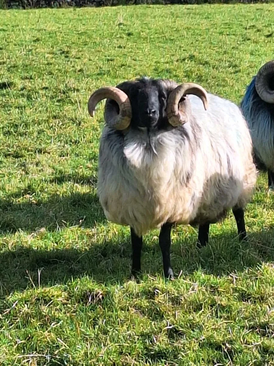 Ram blackface - Image 1