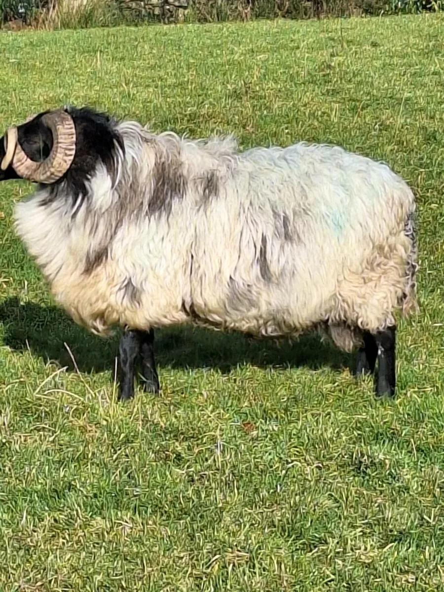 Ram blackface - Image 2