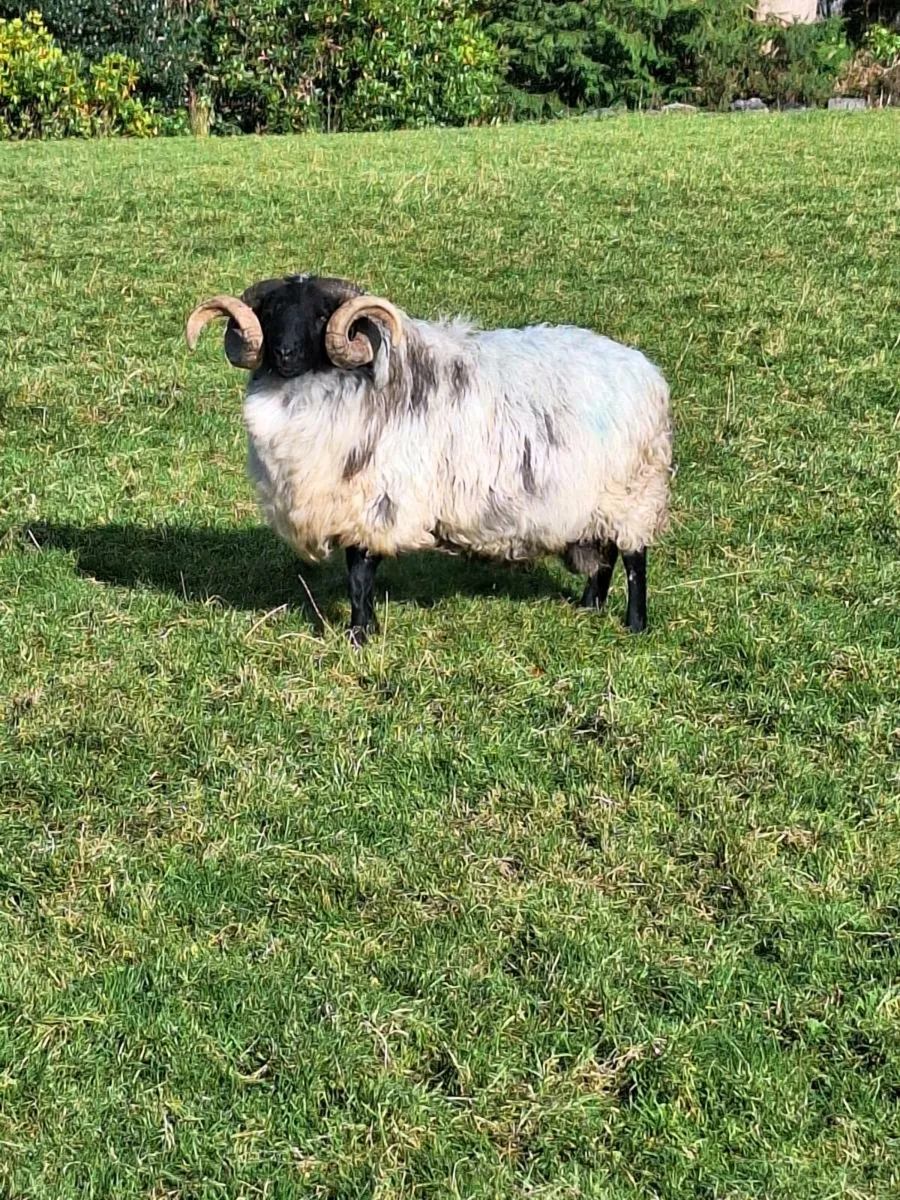 Ram blackface - Image 3