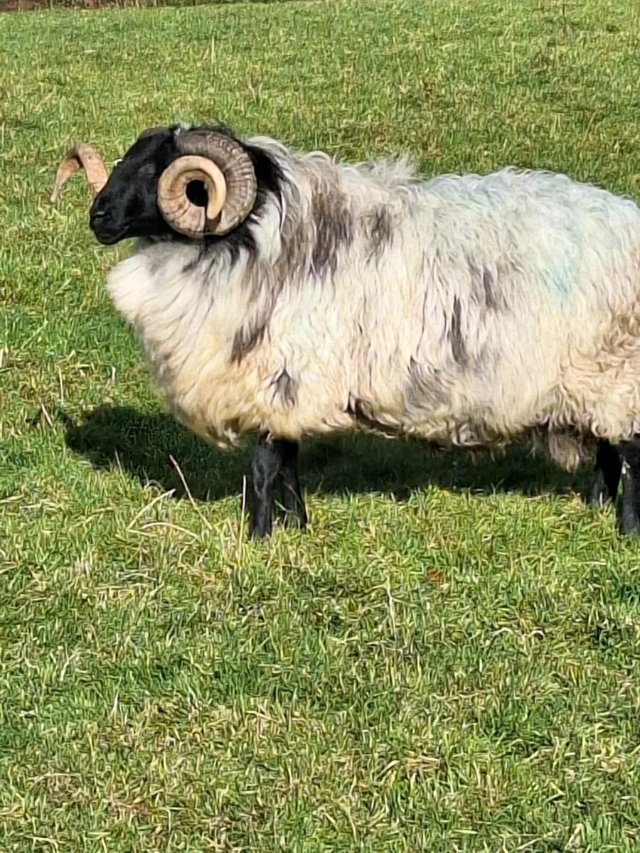 Ram blackface - Image 4