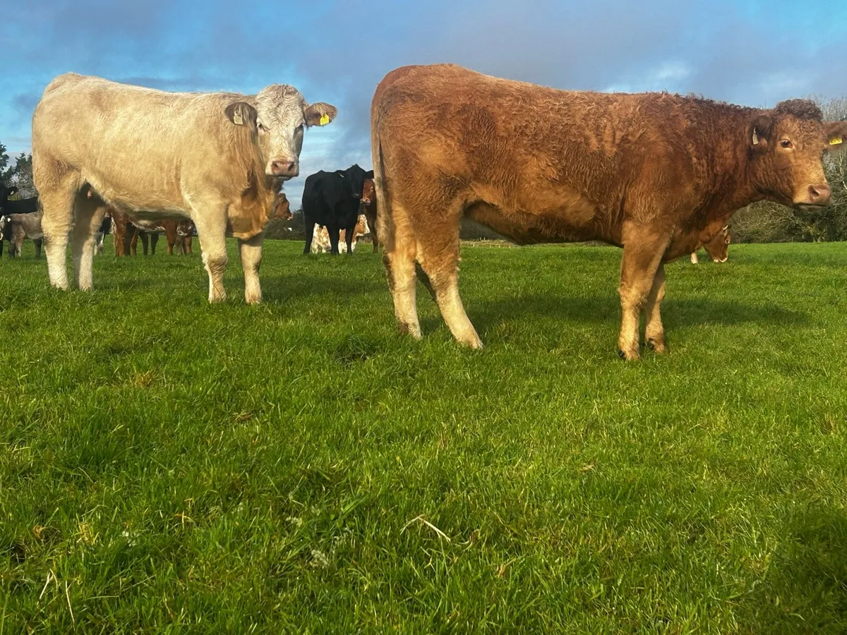 Two In-Calf Charolais Heifers - Image 1
