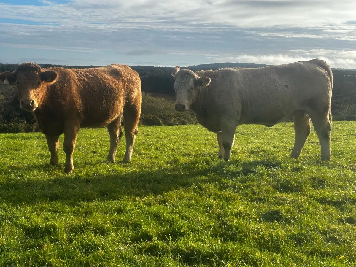Two In-Calf Charolais Heifers - Image 2