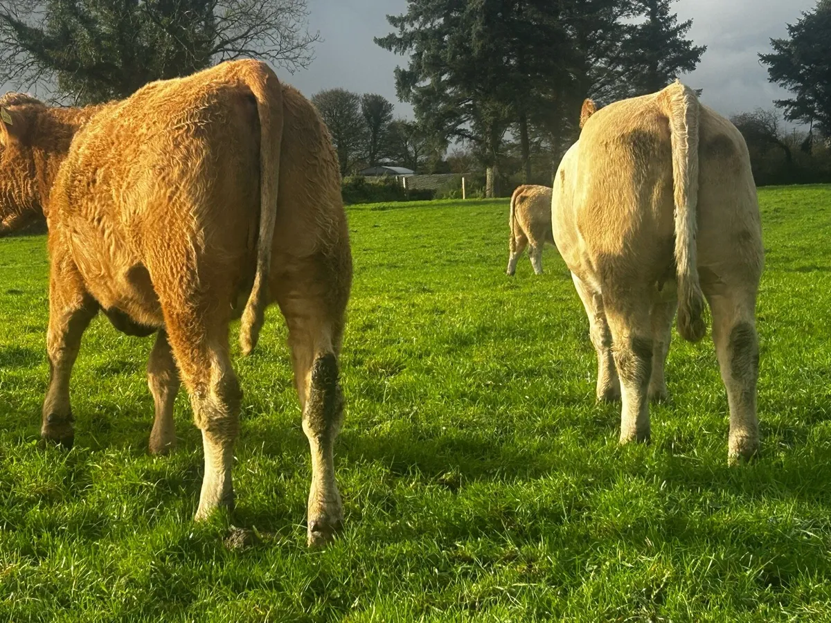 Two In-Calf Charolais Heifers - Image 3