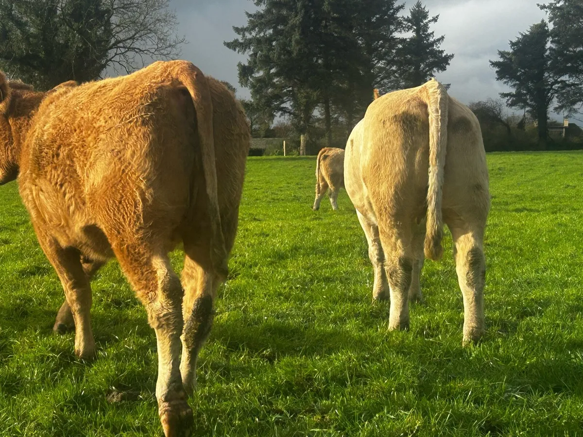 Two In-Calf Charolais Heifers - Image 4