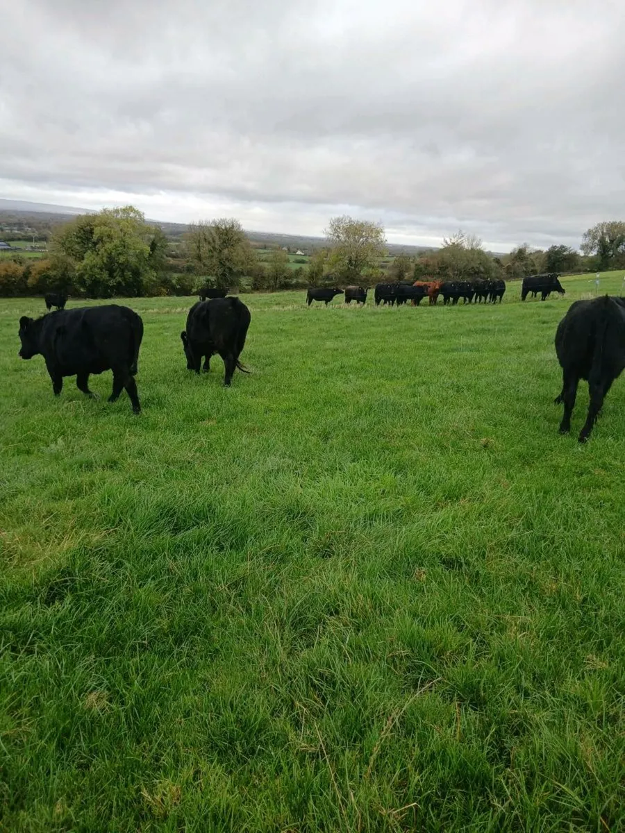 50 AA Heifers - Image 2
