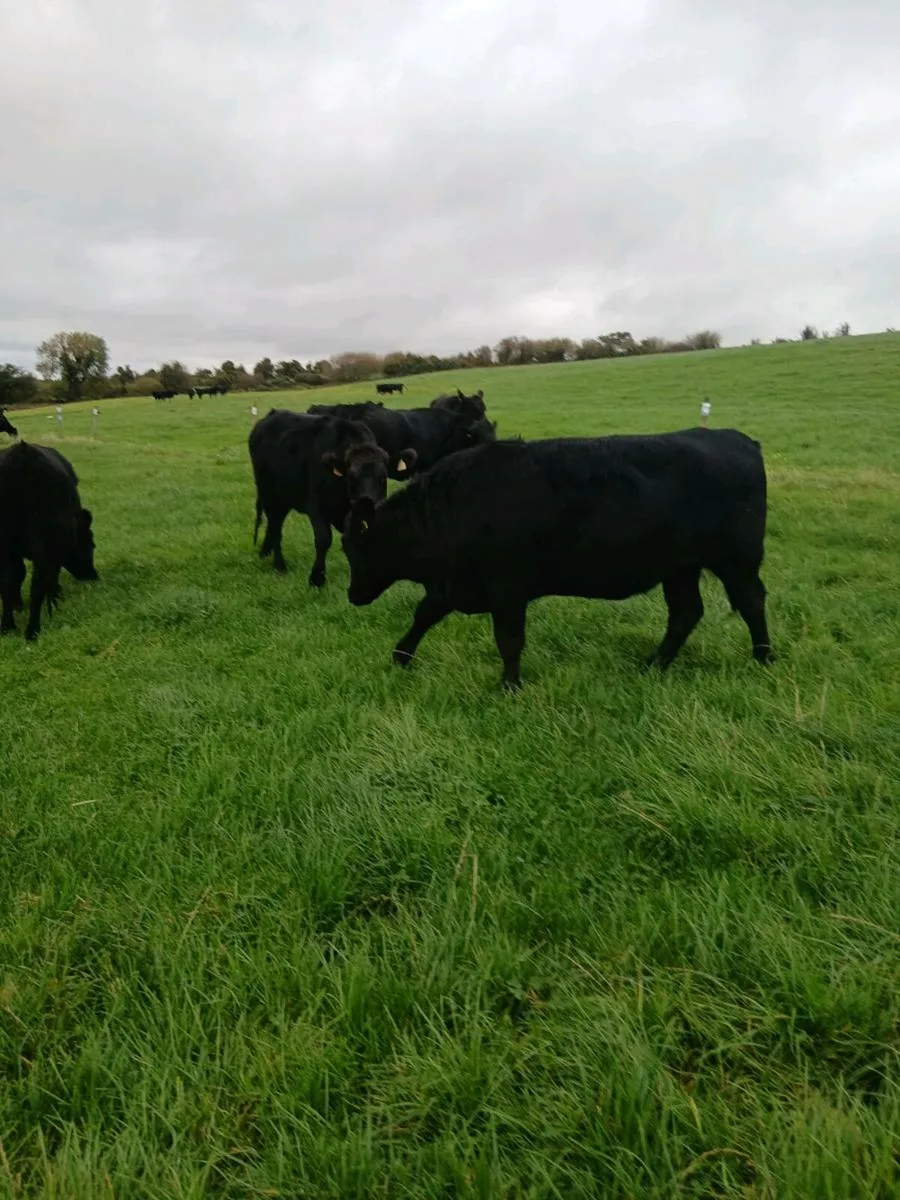 50 AA Heifers - Image 3