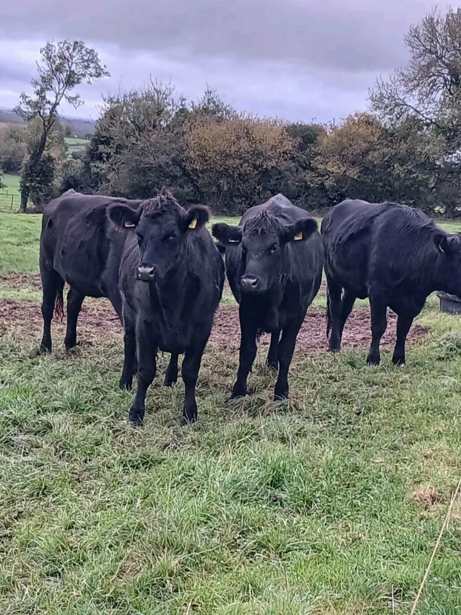 50 AA Heifers - Image 4