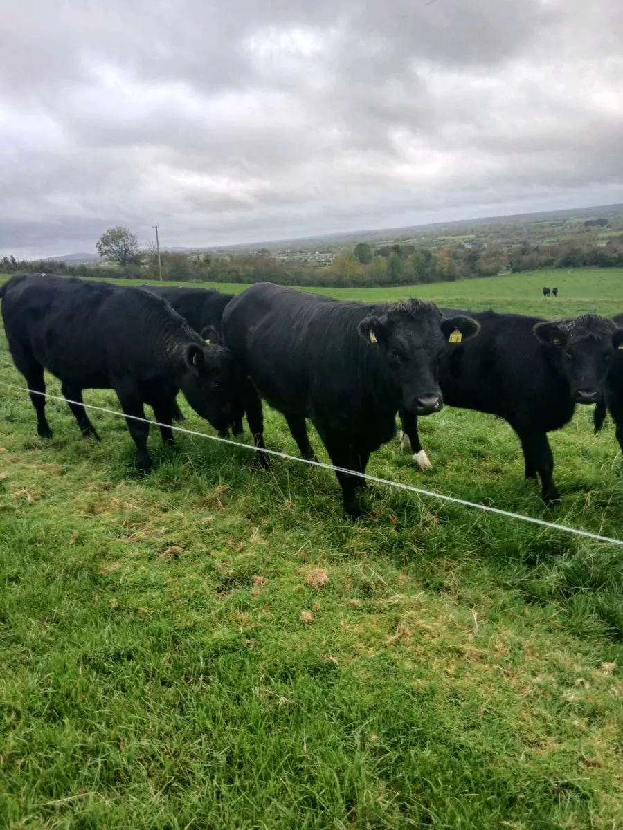 50 AA Heifers - Image 1