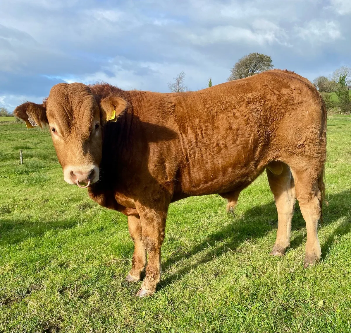 Limousine bull - Image 3