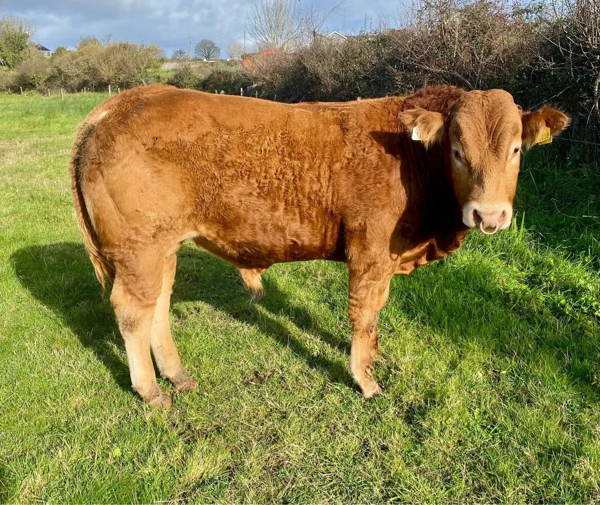 Limousine bull - Image 4