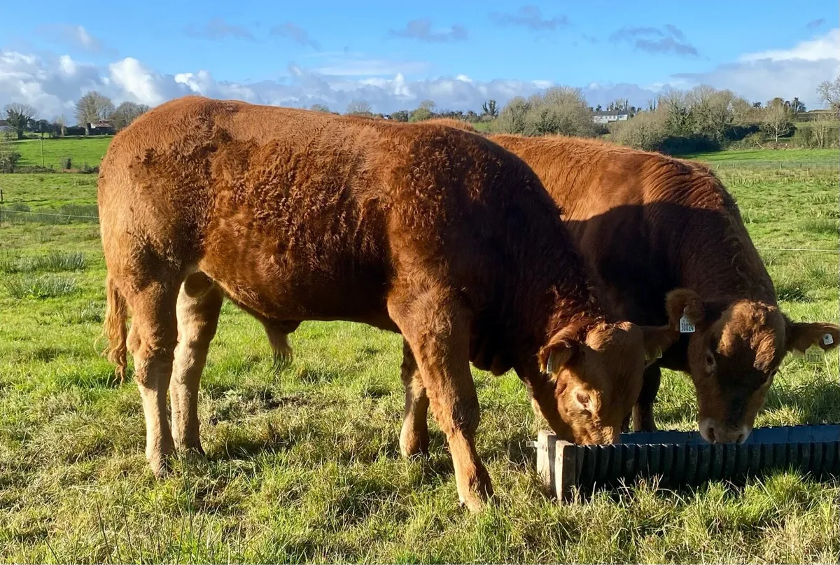 Limousine bull - Image 1