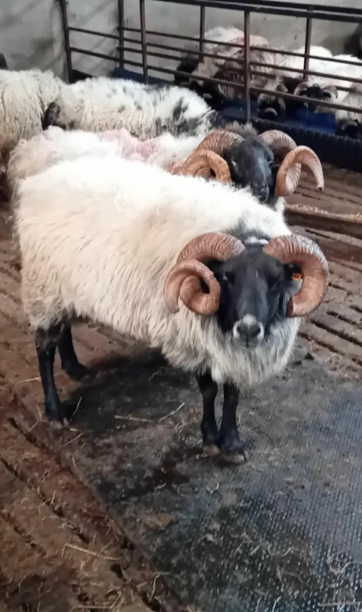 Blackface aged rams for sale - Image 2