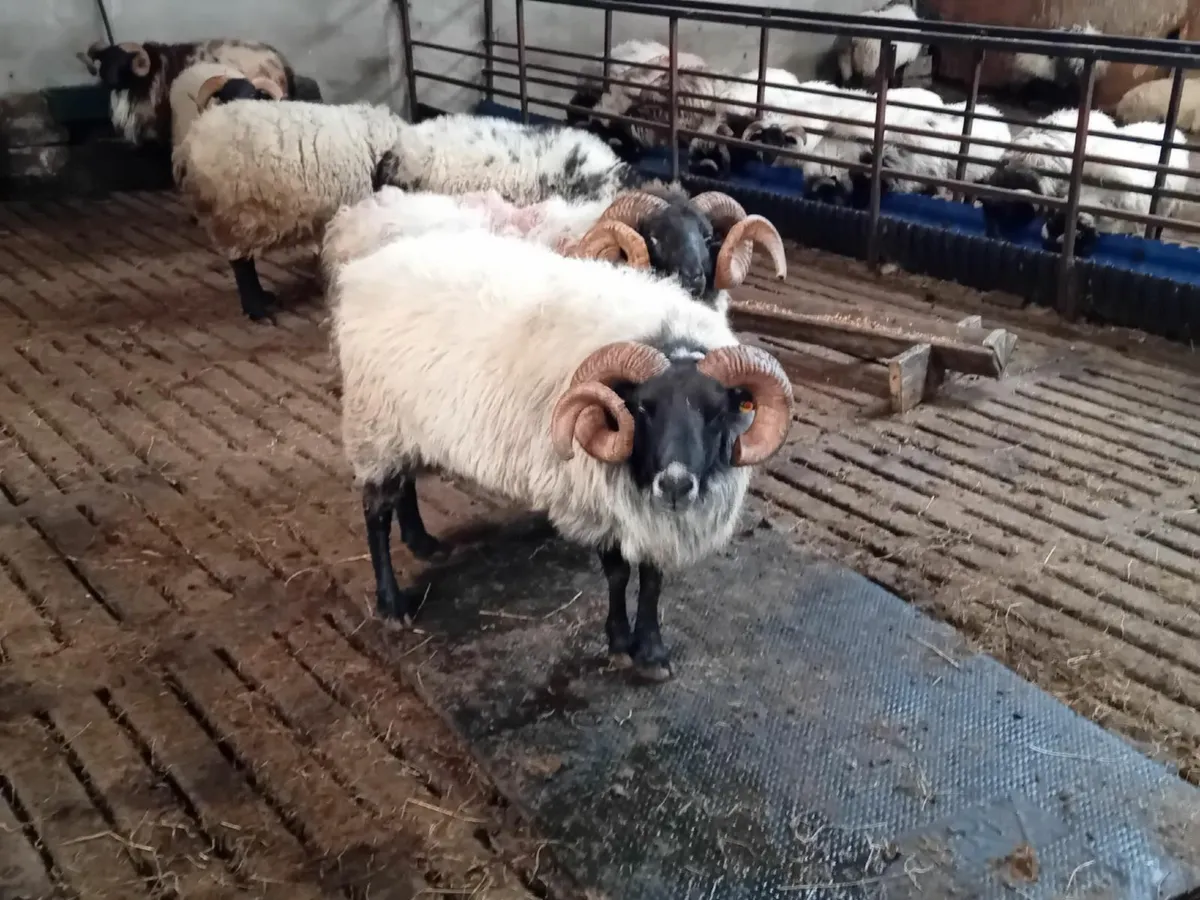 Blackface aged rams for sale - Image 3