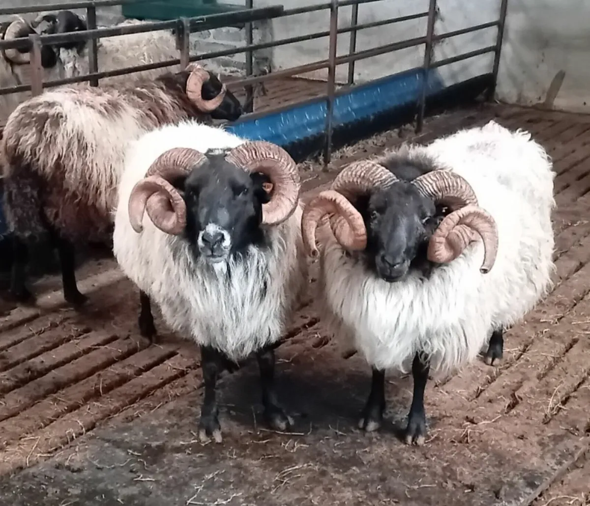 Blackface aged rams for sale - Image 1