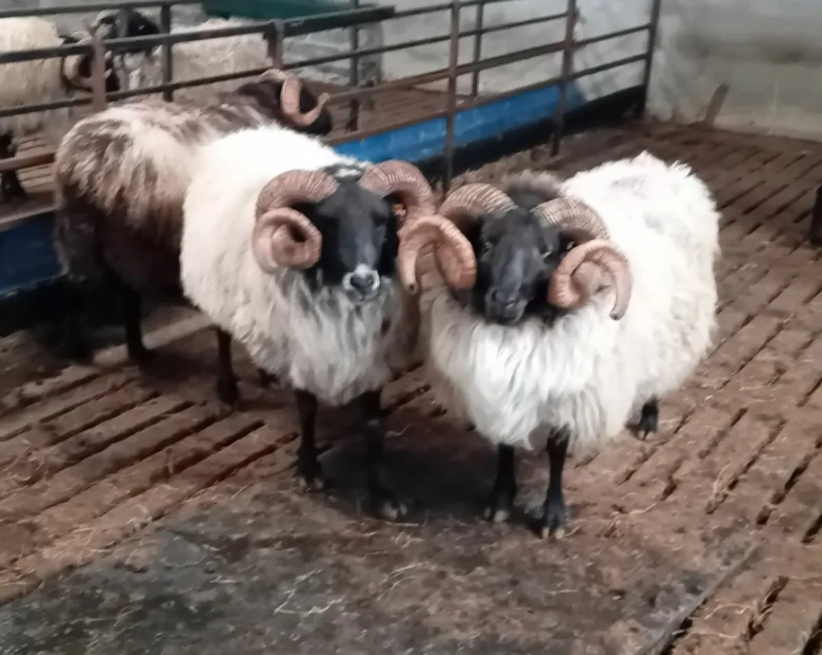 Blackface aged rams for sale - Image 4