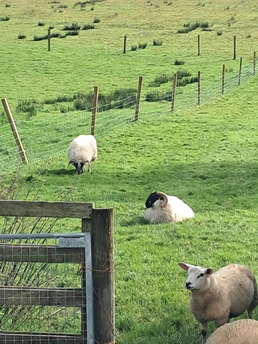 Scottish perth ram lamb - Image 1