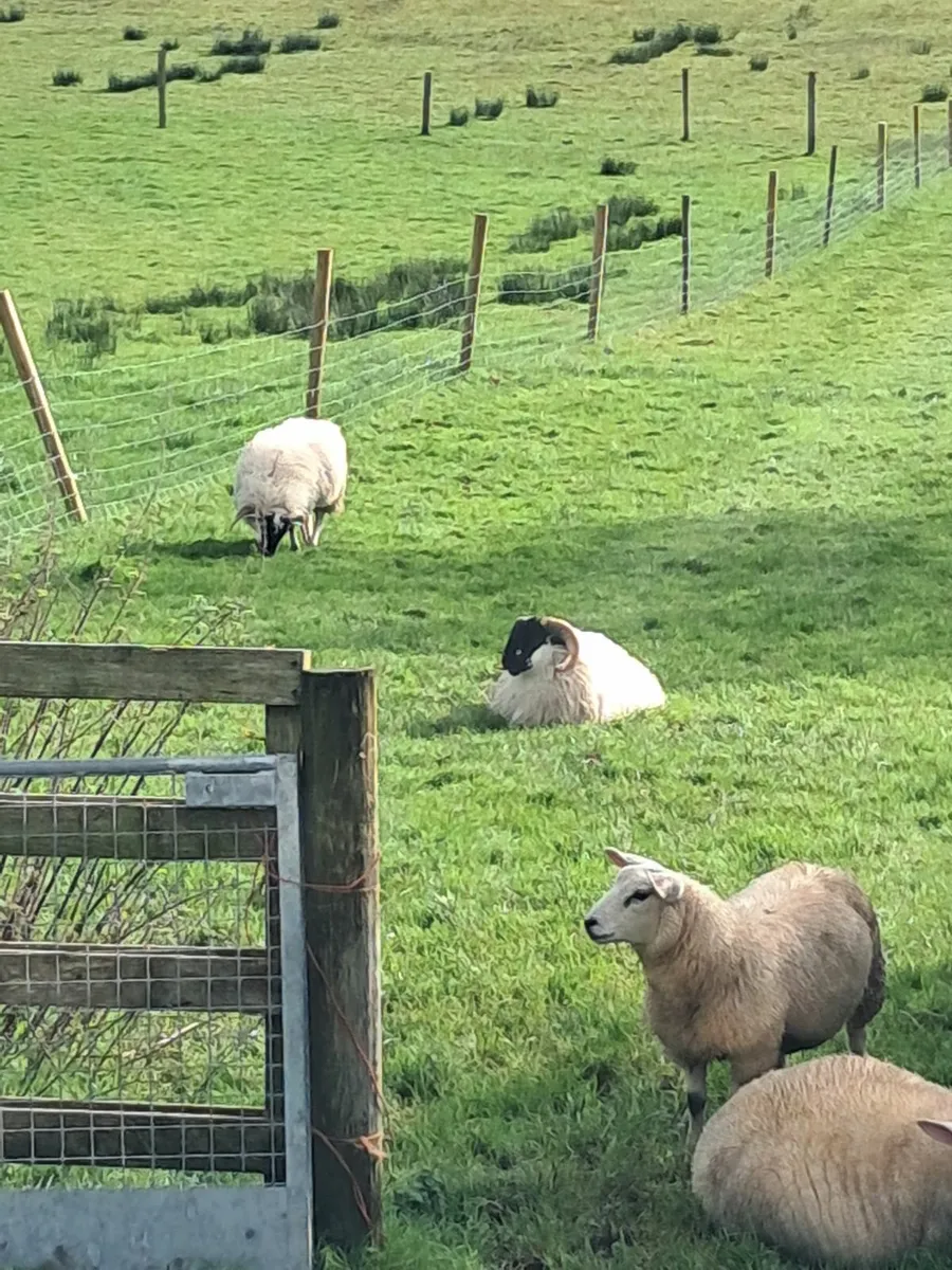 Scottish perth ram lamb - Image 2