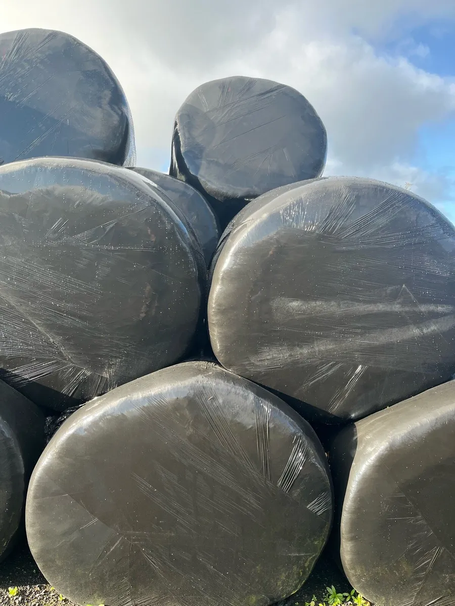 Silage bales for sale and can deliver - Image 1