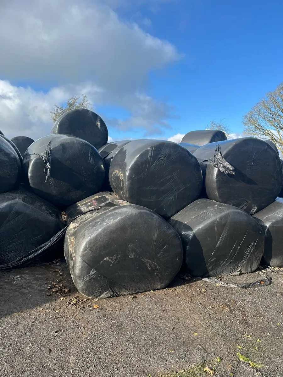 Silage bales for sale and can deliver - Image 2