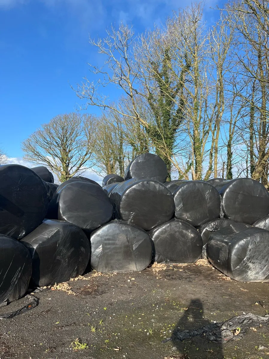 Silage bales for sale and can deliver - Image 3