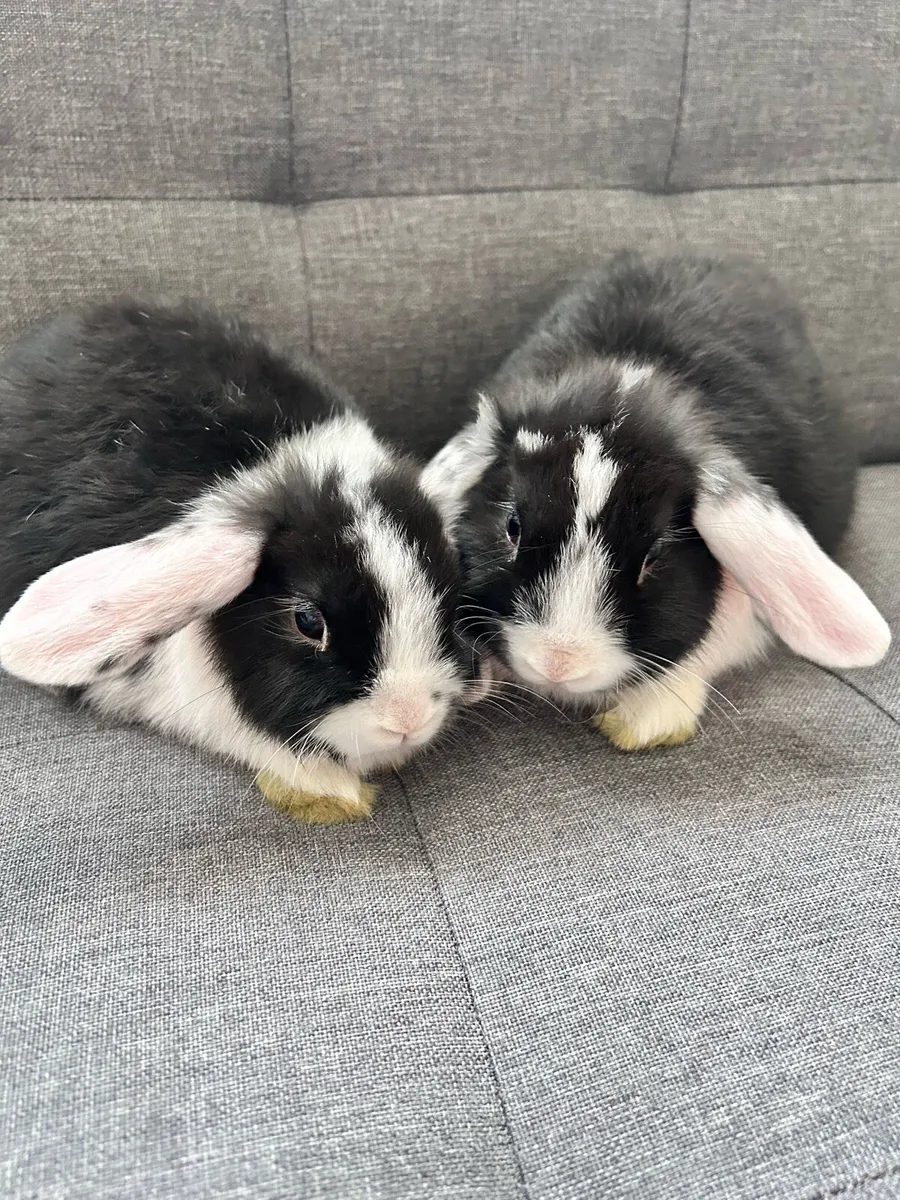 Lop Rabbits - Image 1