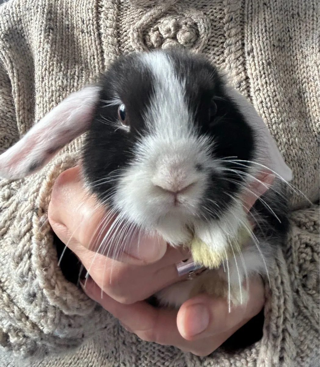 Lop Rabbits - Image 2