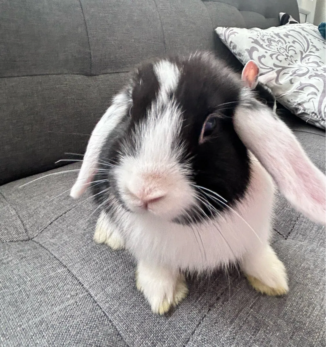 Lop Rabbits - Image 3