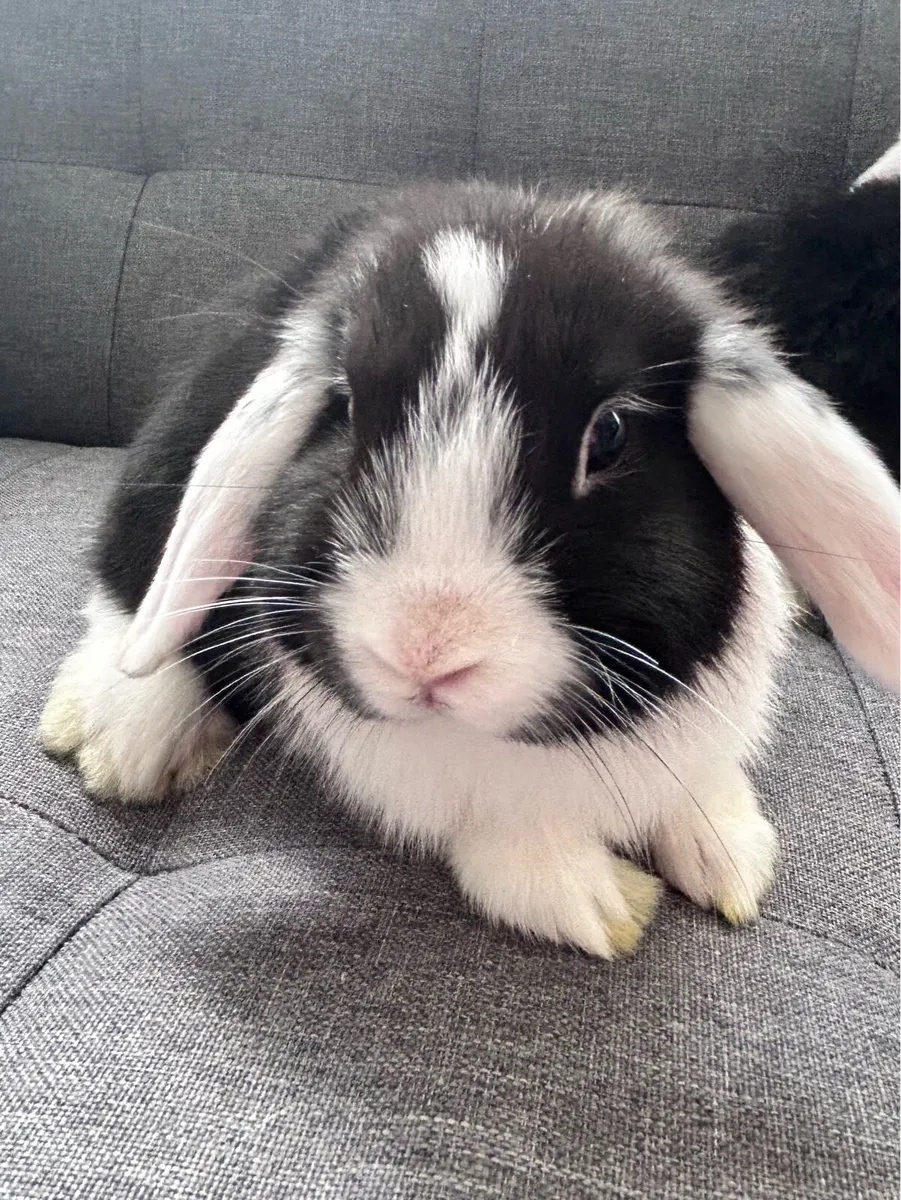 Lop Rabbits - Image 4