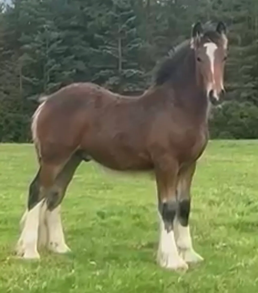 Cob colt foal - Image 1