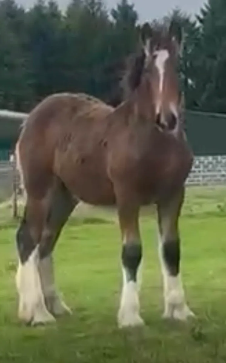 Cob colt foal - Image 2
