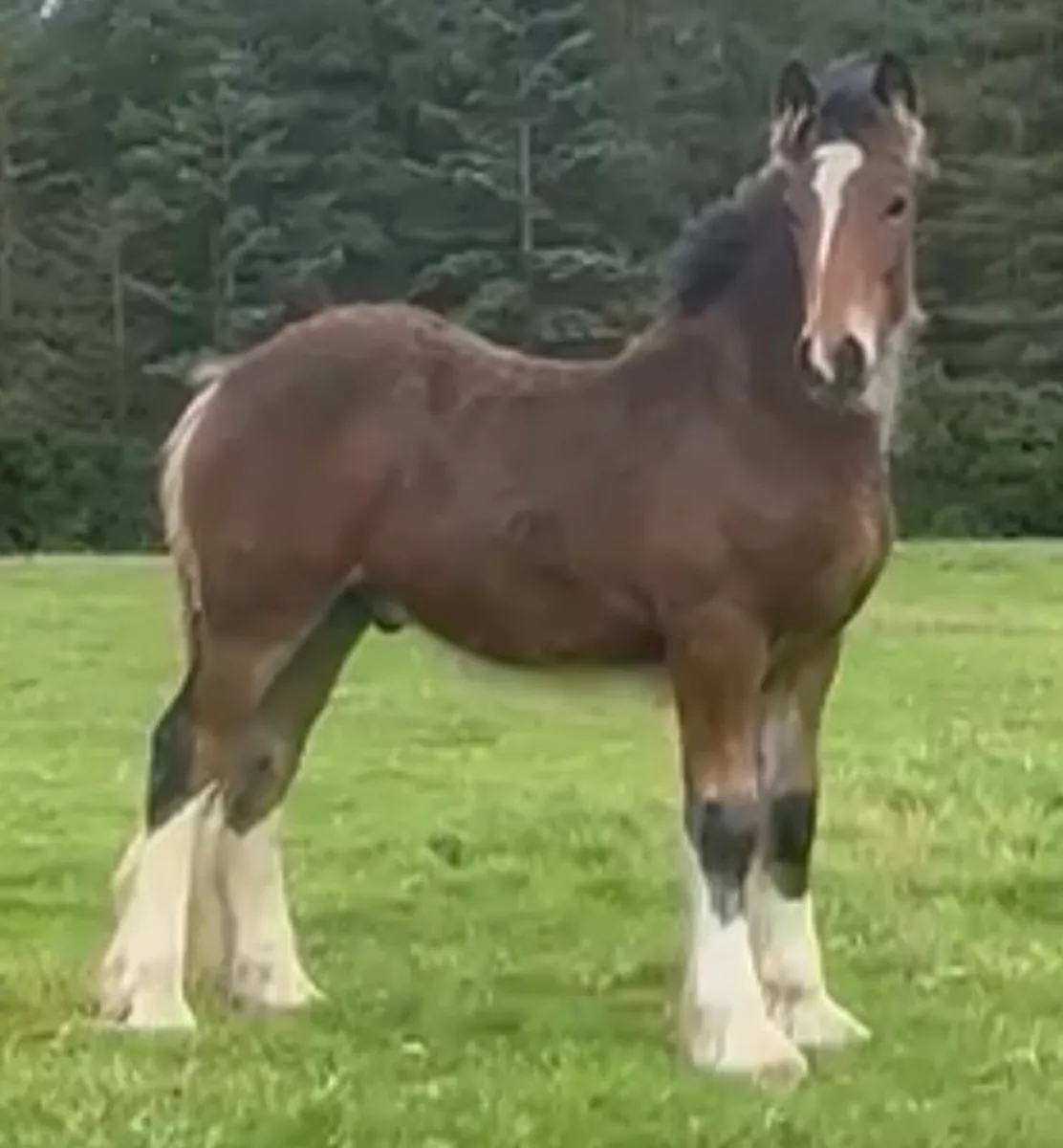 Cob colt foal - Image 3