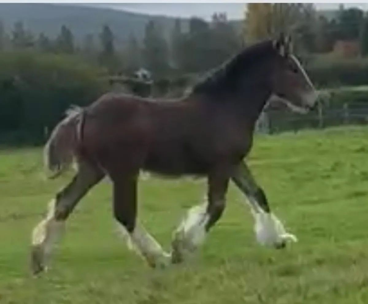 Cob colt foal - Image 4