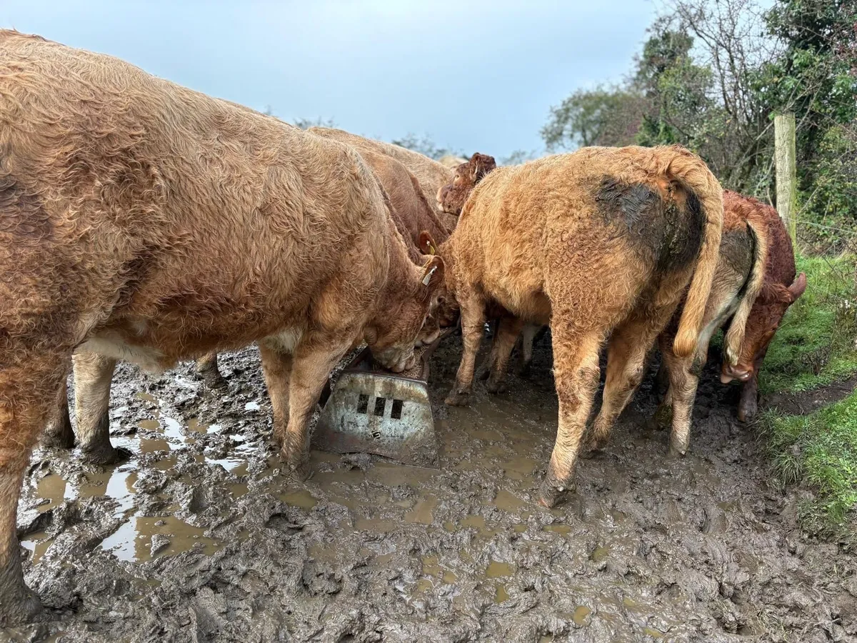 Charolais Store Heifers - Image 1